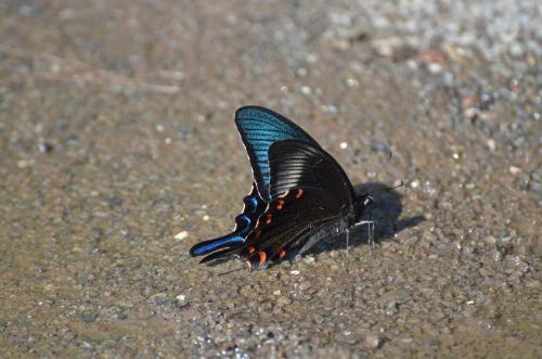 カラスアゲハ2011.05.14