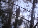 DSC08064.jpg