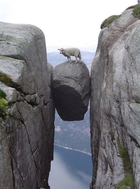 断崖の羊