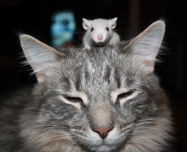 猫と鼠