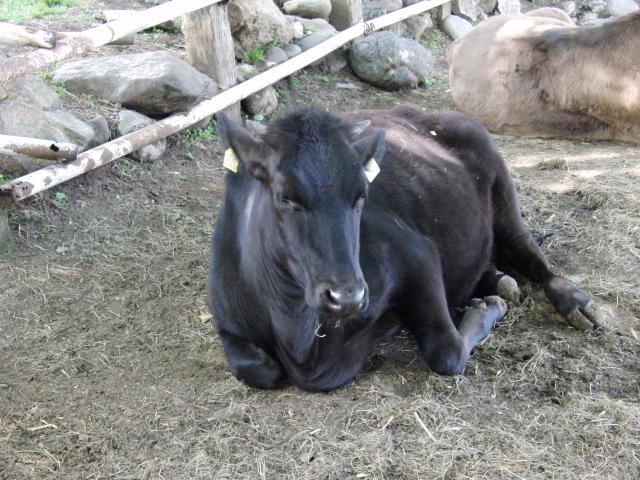 黒牛