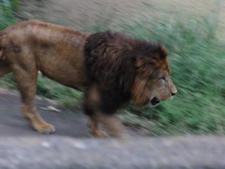 ライオン2
