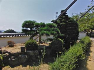 金剛頂寺の松1