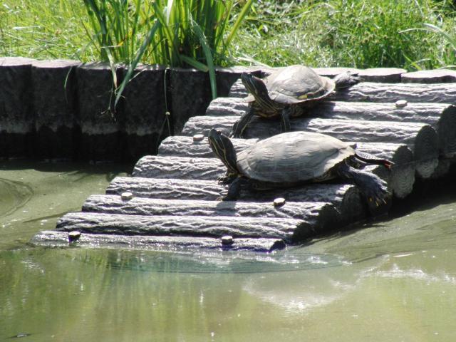 片倉城址公園の池の亀