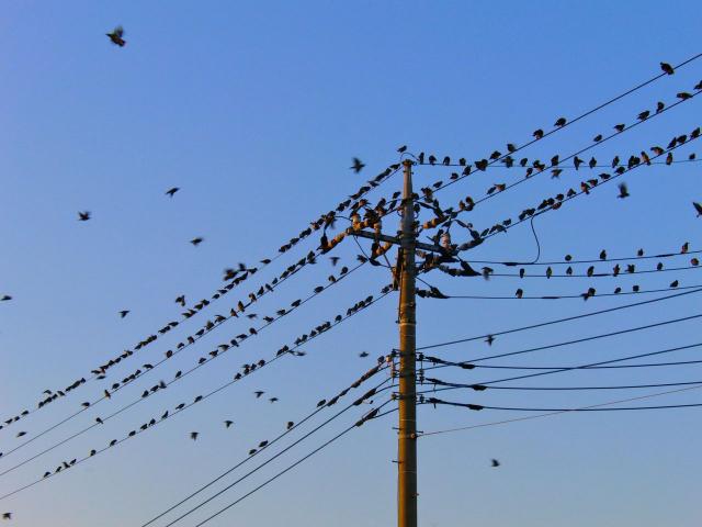 電線の椋鳥