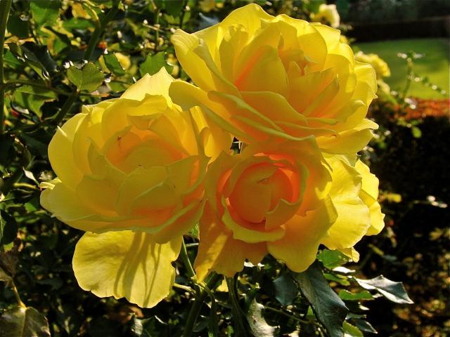 新宿御苑の黄色い薔薇