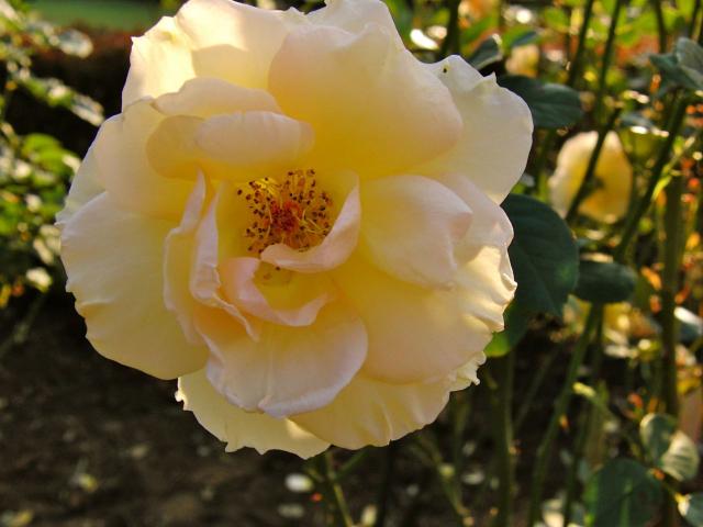 新宿御苑の白い薔薇