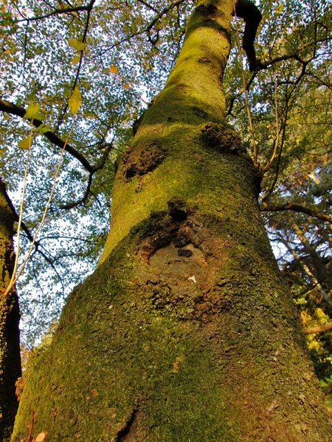 苔の樹の顔