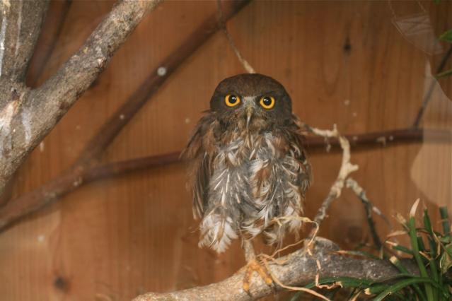 井の頭動物園のフクロウ?1