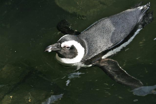 掛川花鳥園のペンギン1850