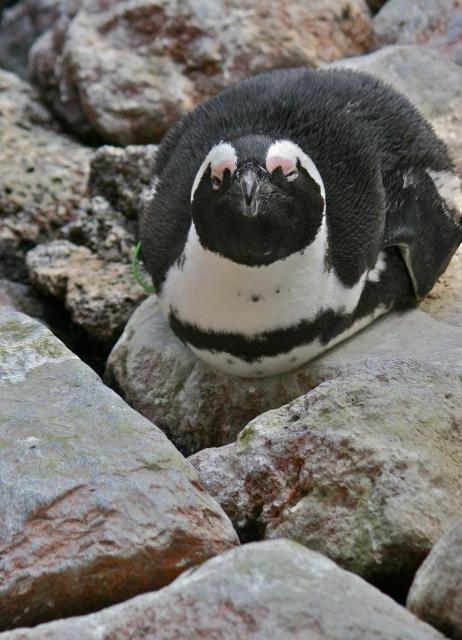 掛川花鳥園のペンギン2198