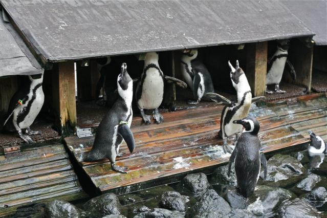 掛川花鳥園のペンギン2494