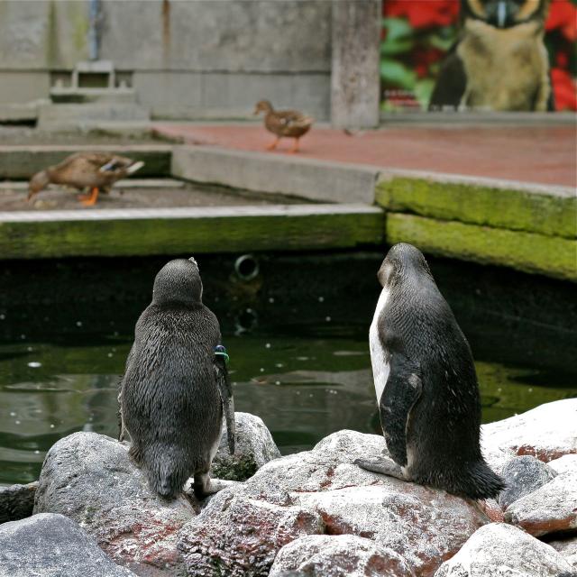 掛川花鳥園のペンギン2497