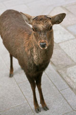 奈良の鹿4861