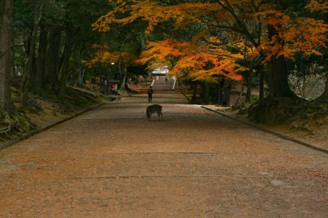 奈良の鹿4869
