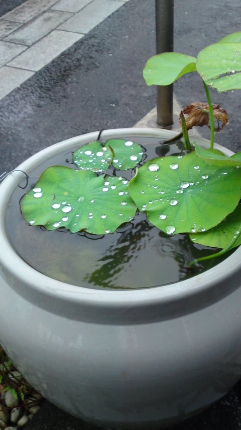 龍谷寺の葉っぱの鉢