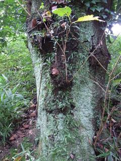 住吉神社の樹の「顔」緑