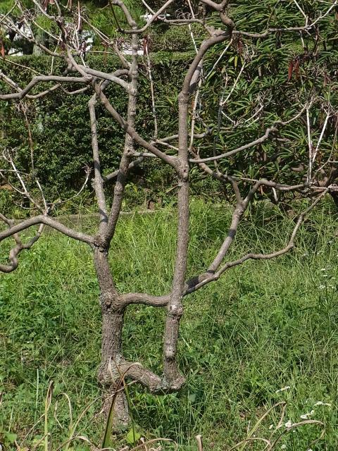 片倉城跡公園の面白い枝振りの木