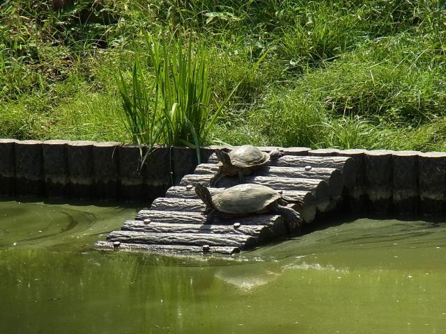 片倉城址公園の池の亀2