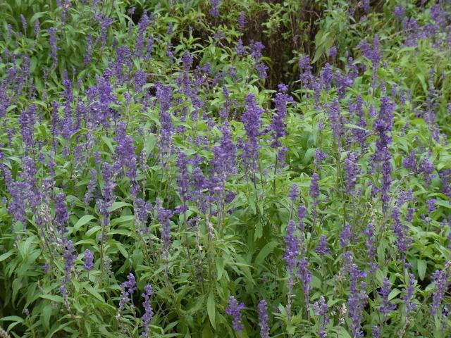 紫の花11862