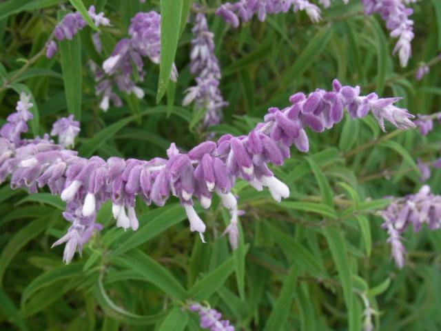 相模原公園の紫の花11932