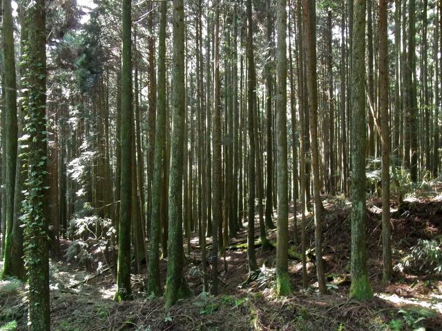 富士山のそばの林R0012599