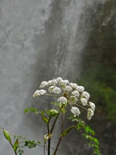 白糸の滝の白い花R0013005