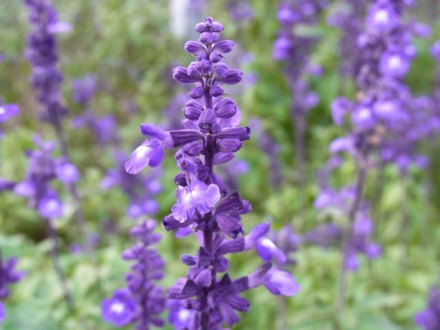紫の花R0015064