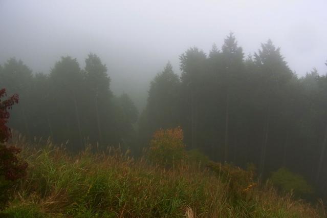 霧の中の林@えびの高原R0015340