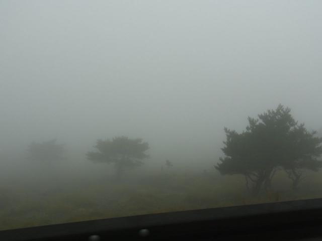 えびの高原の霧の中の赤松R0015415