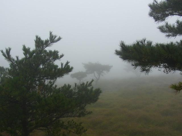 えびの高原の霧の中の赤松R0015418