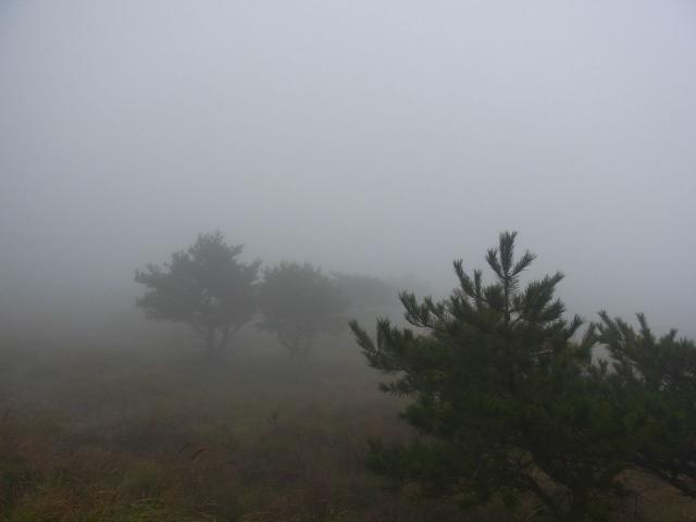 えびの高原の霧の中の赤松R0015423