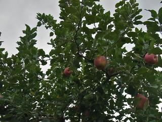 生駒高原りんご園のりんご