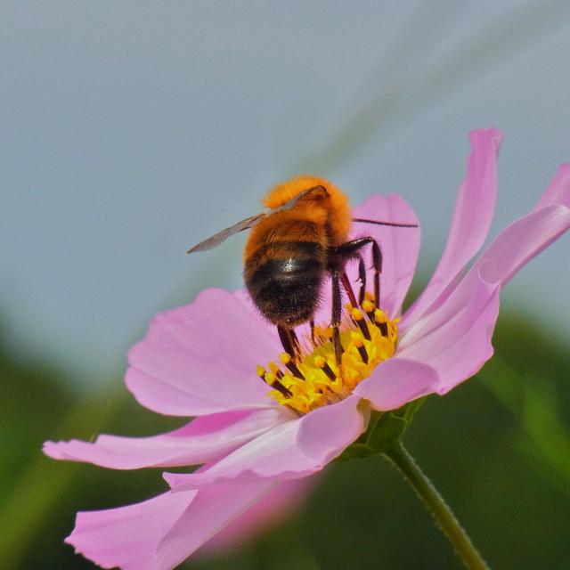 コスモスで仕事をするミツバチ1