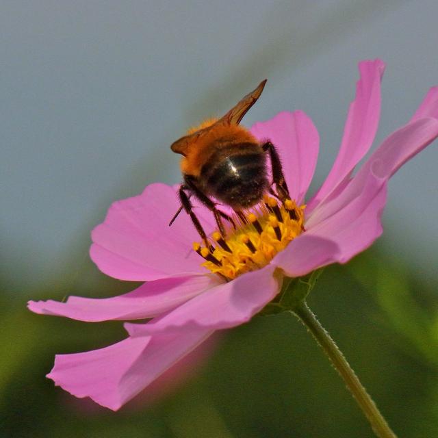 コスモスで仕事をするミツバチ2