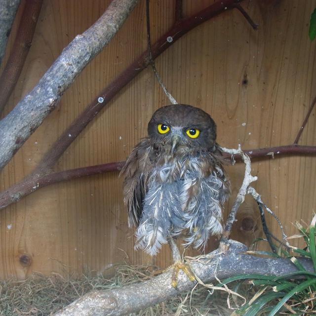 井の頭動物園のフクロウ?2