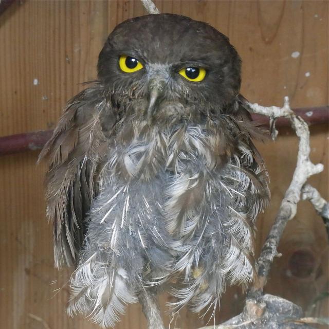 井の頭動物園のフクロウ?3