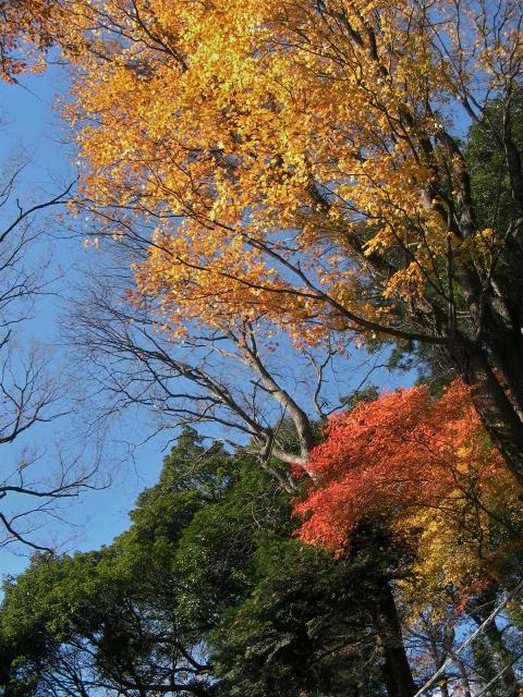 2008高尾山の紅葉1