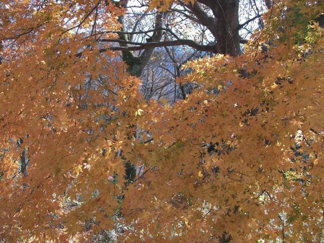 2008高尾山の紅葉3