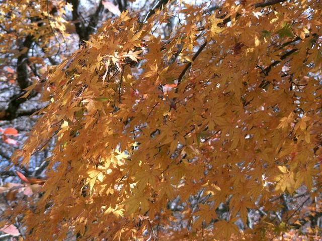 2008高尾山の紅葉4