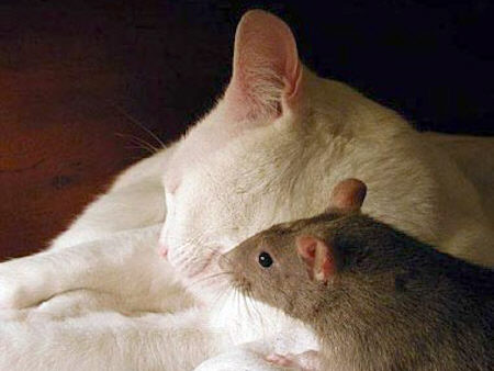 猫と鼠仲良し