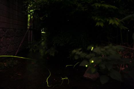 ゲンジボタル04-110521_22