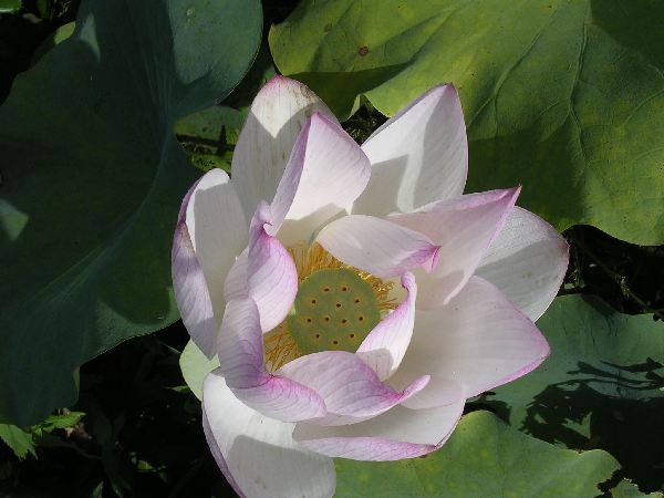 臼杵の蓮の花　１