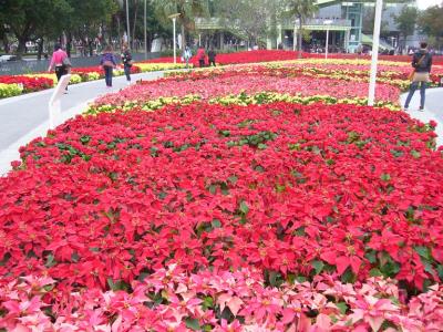 20110107花博4