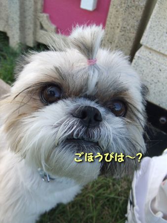 emusiu11140915_R.jpg