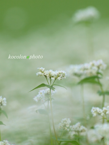 koco0103