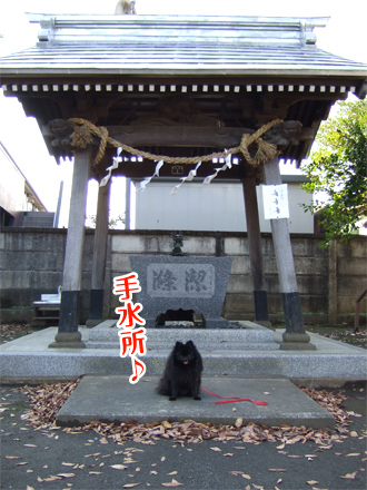 神社犬