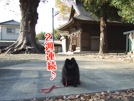 神社犬