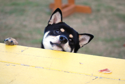 ( 。・ω・)→