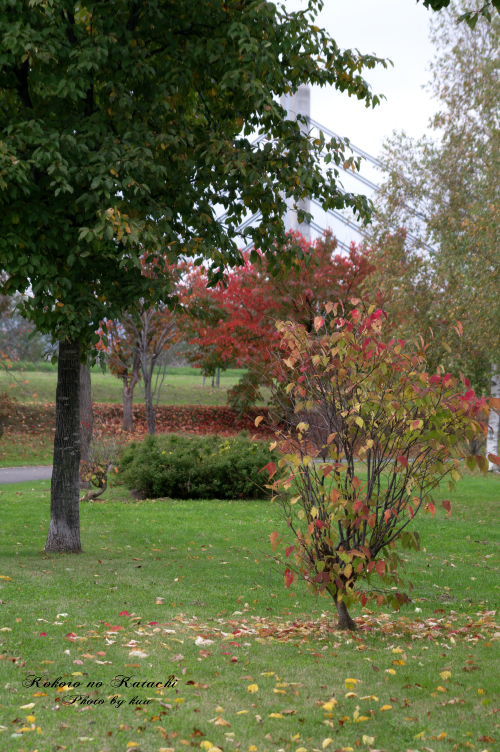 公園の紅葉した木３